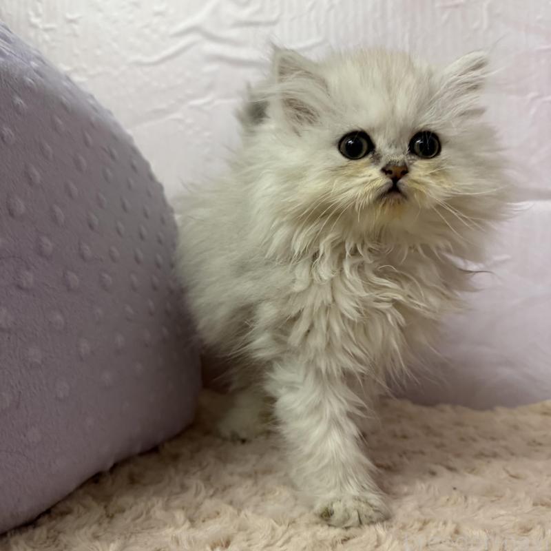 販売中の神奈川県のペルシャ(チンチラ)-136665