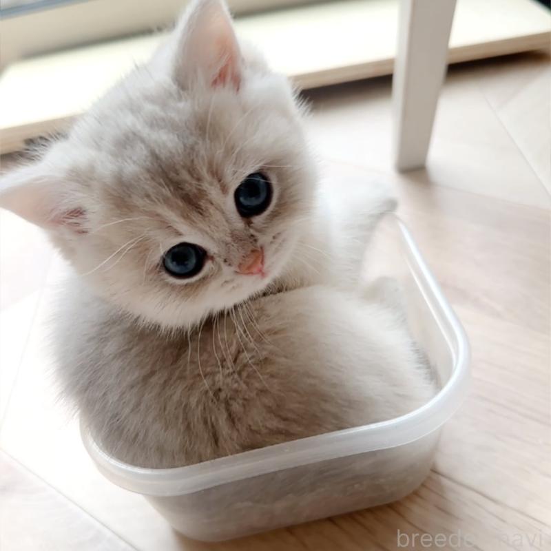 販売中の兵庫県のブリティッシュショートヘア-136671