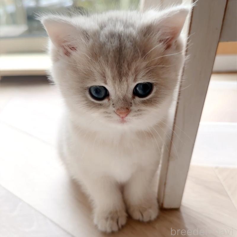 販売中の兵庫県のブリティッシュショートヘア-136671の2枚目