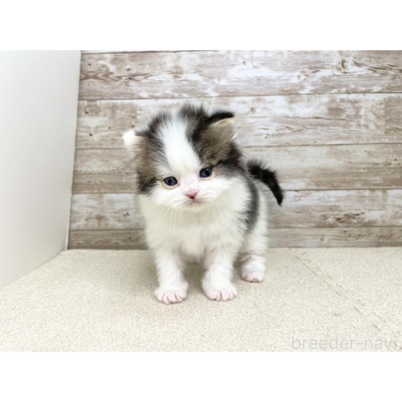 販売中の千葉県のスコティッシュフォールド-136725の2枚目