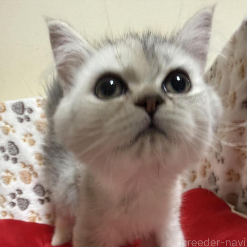 販売中の神奈川県のミヌエット-136666