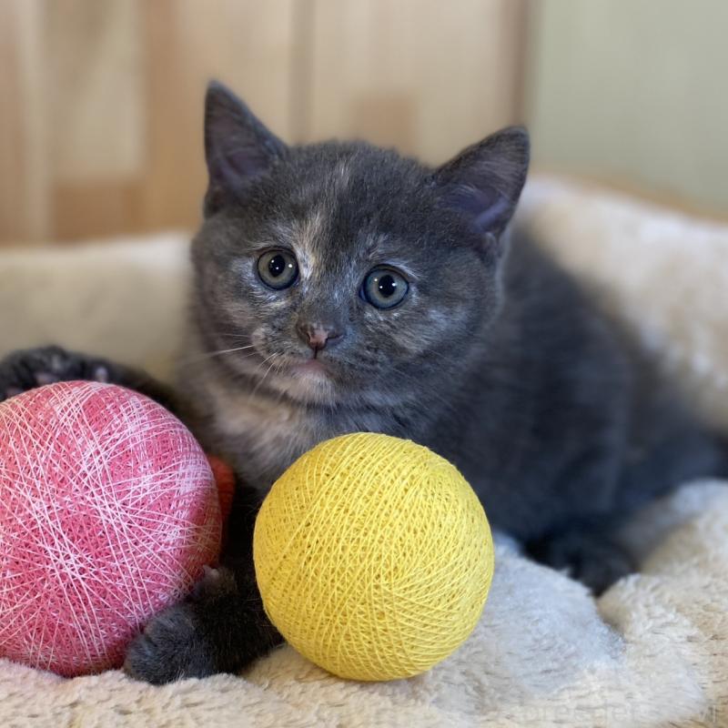 販売中の長野県のマンチカン-135371