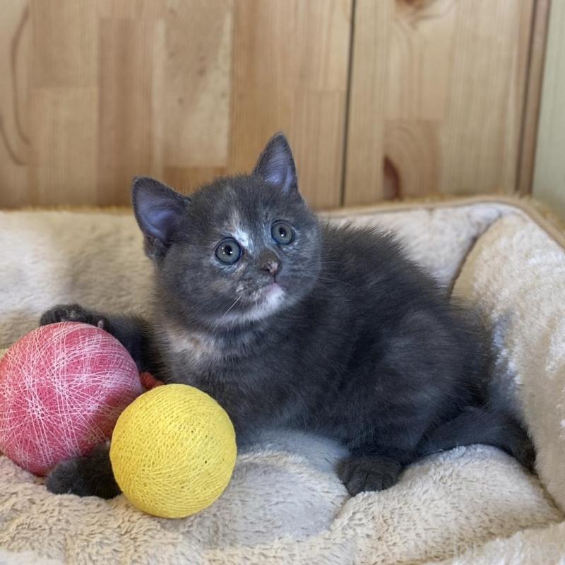 成約済の長野県のマンチカン-135371の9枚目