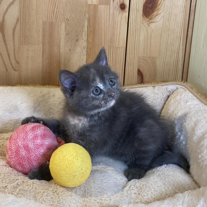 成約済の長野県のマンチカン-135371の8枚目