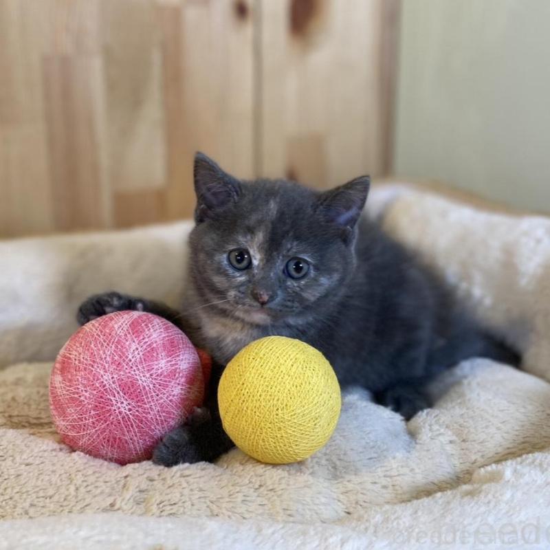 成約済の長野県のマンチカン-135371の7枚目