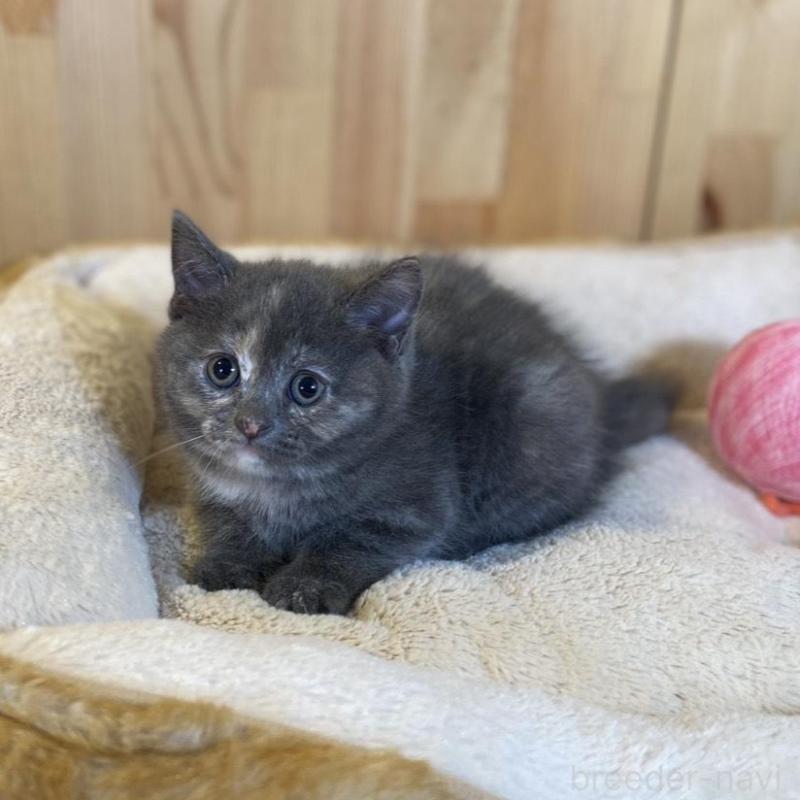 成約済の長野県のマンチカン-135371の6枚目