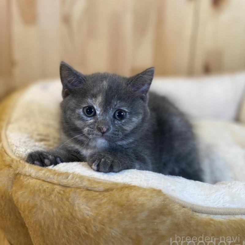 成約済の長野県のマンチカン-135371の5枚目