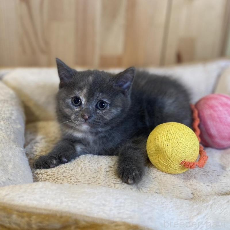 成約済の長野県のマンチカン-135371の4枚目