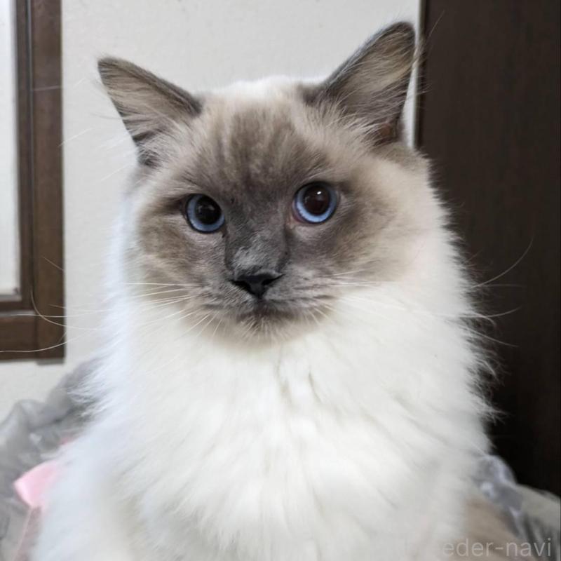 販売中の大阪府のラグドール-136667の7枚目