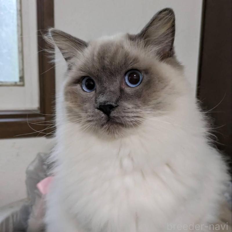 販売中の大阪府のラグドール-136667の6枚目