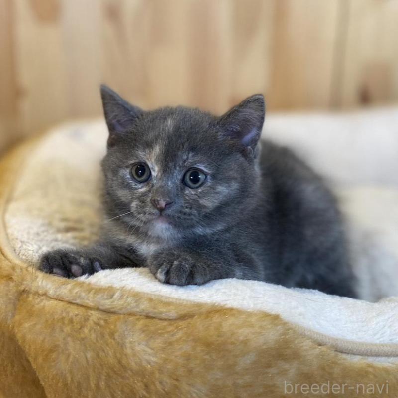 成約済の長野県のマンチカン-135371の3枚目