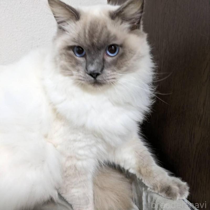 販売中の大阪府のラグドール-136667の5枚目