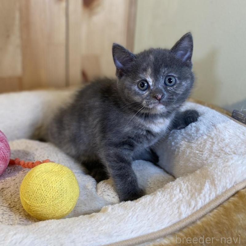 成約済の長野県のマンチカン-135371の2枚目