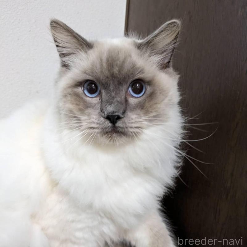 販売中の大阪府のラグドール-136667の4枚目