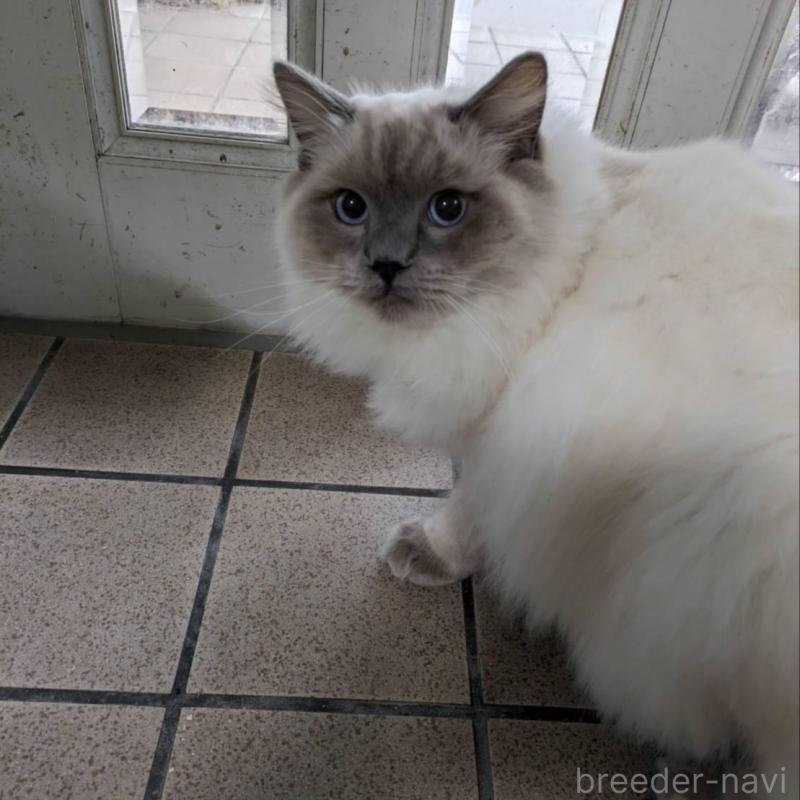 販売中の大阪府のラグドール-136667の3枚目