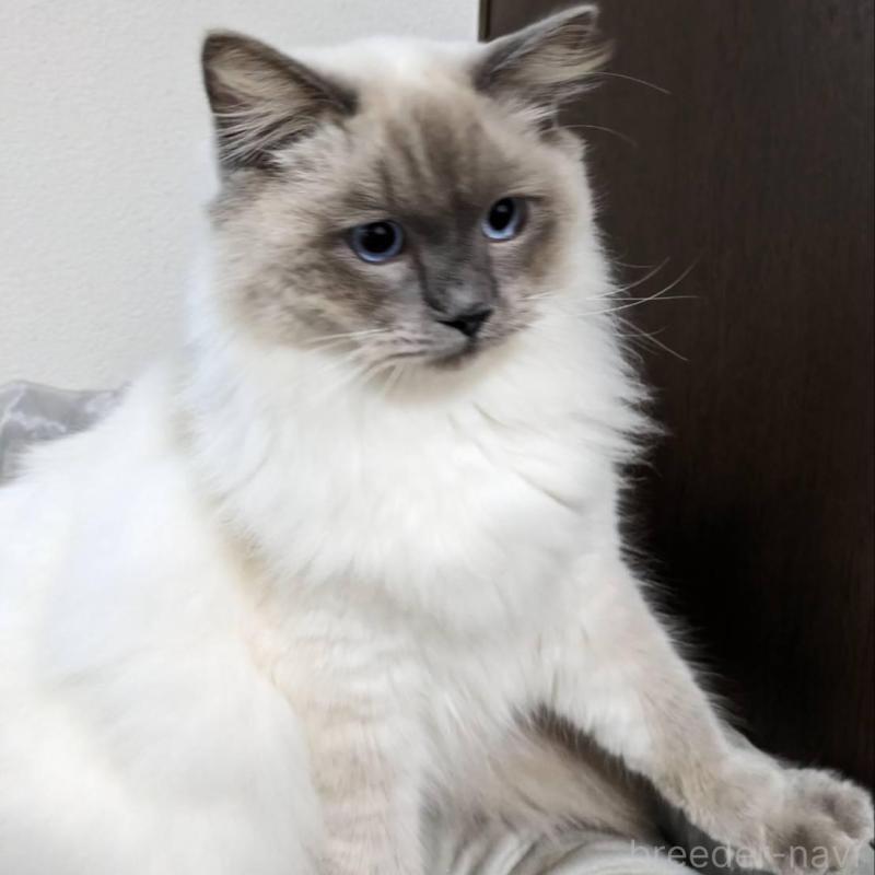 販売中の大阪府のラグドール-136667の2枚目