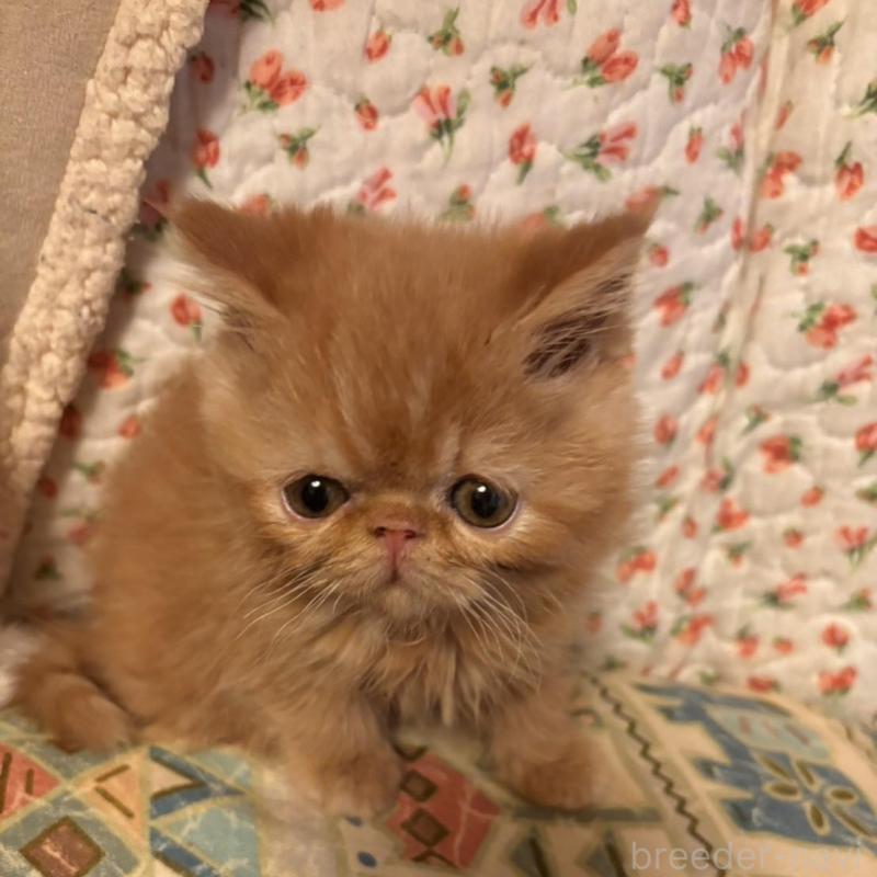 販売中の京都府のエキゾチックショートヘア-136668の9枚目