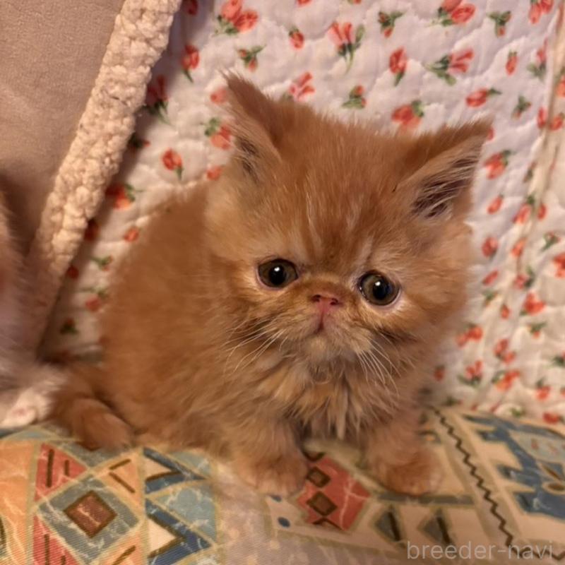 販売中の京都府のエキゾチックショートヘア-136668の8枚目