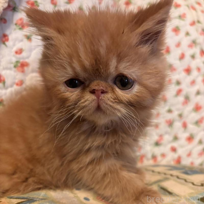 販売中の京都府のエキゾチックショートヘア-136668の7枚目