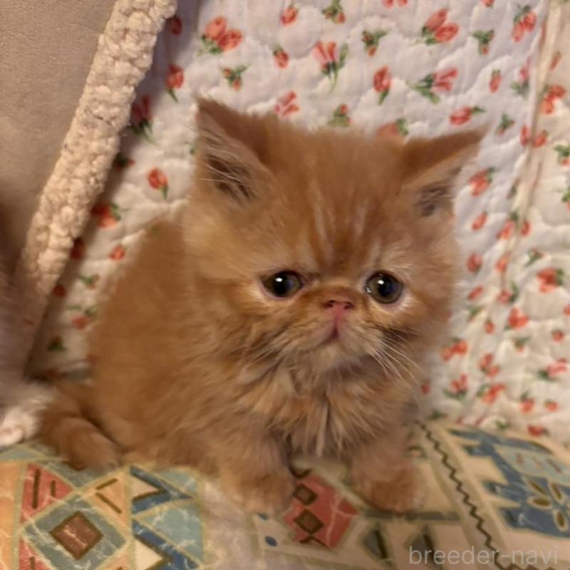 販売中の京都府のエキゾチックショートヘア-136668の6枚目