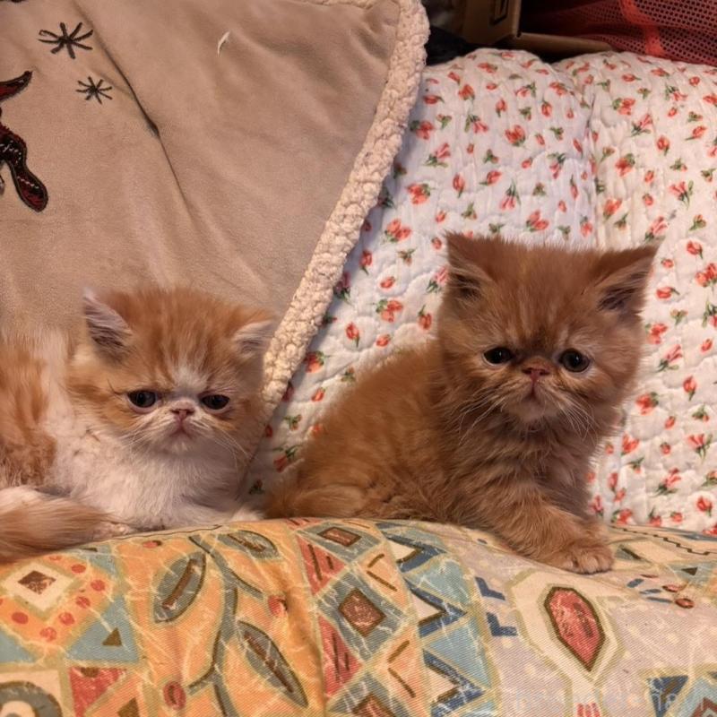 販売中の京都府のエキゾチックショートヘア-136668の5枚目