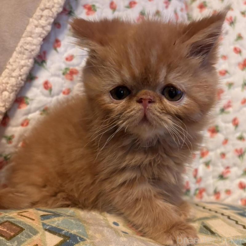 販売中の京都府のエキゾチックショートヘア-136668の4枚目