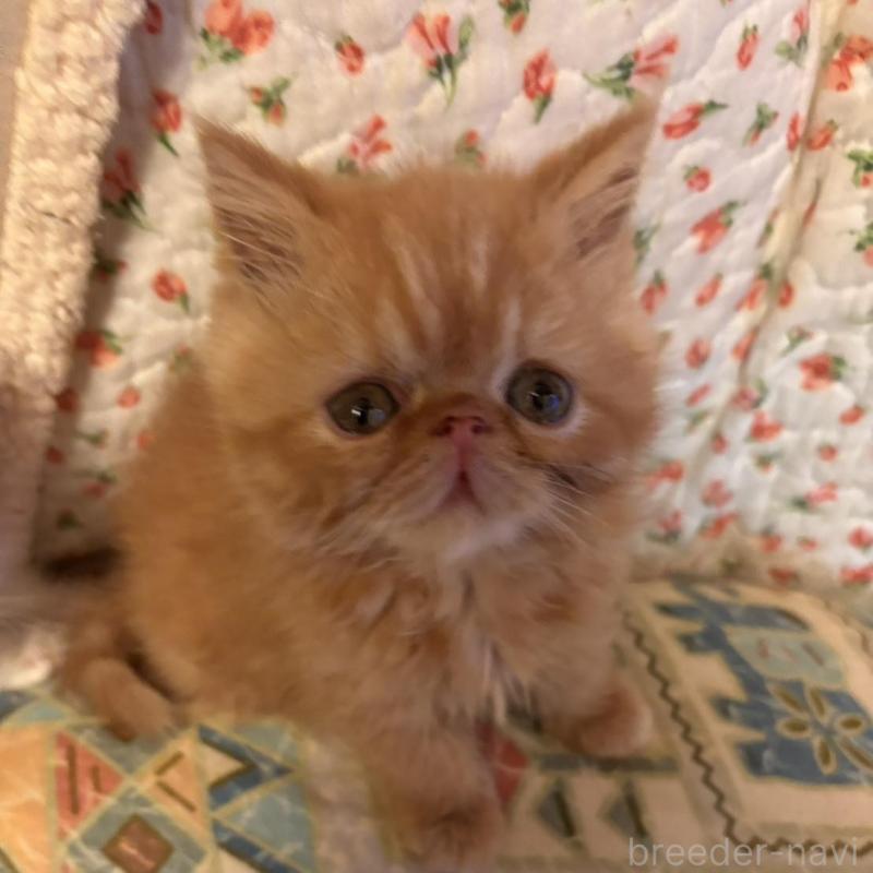 販売中の京都府のエキゾチックショートヘア-136668の3枚目