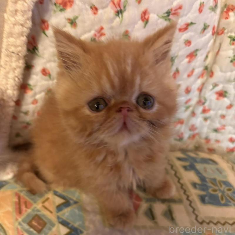 販売中の京都府のエキゾチックショートヘア-136668の2枚目