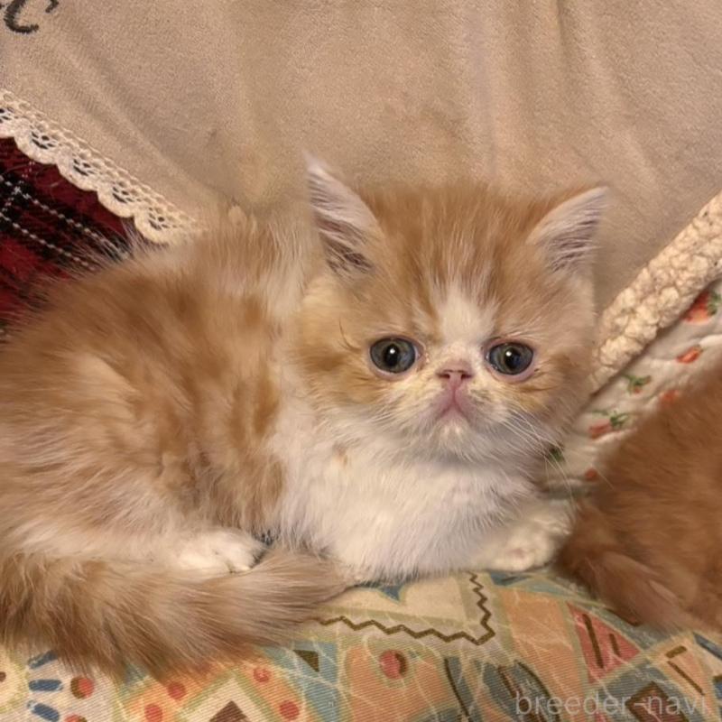 販売中の京都府のエキゾチックショートヘア-136669