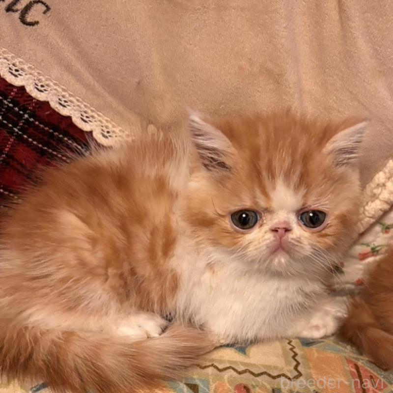 販売中の京都府のエキゾチックショートヘア-136669の7枚目