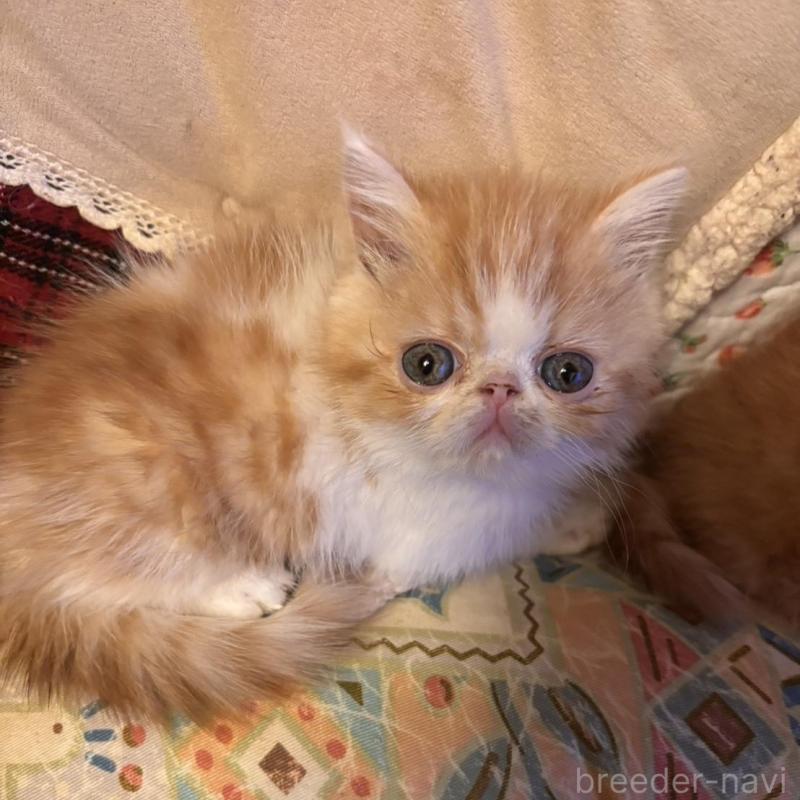 販売中の京都府のエキゾチックショートヘア-136669の5枚目