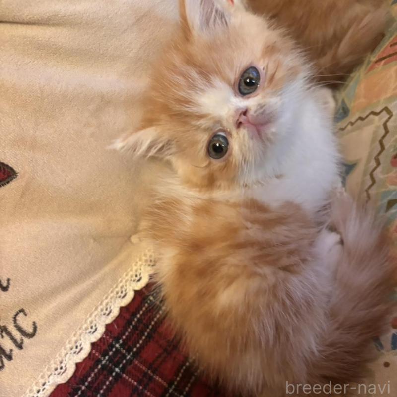 販売中の京都府のエキゾチックショートヘア-136669の4枚目