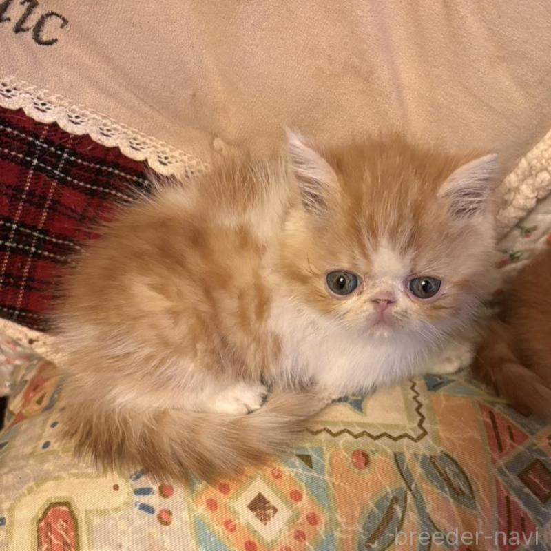 販売中の京都府のエキゾチックショートヘア-136669の3枚目