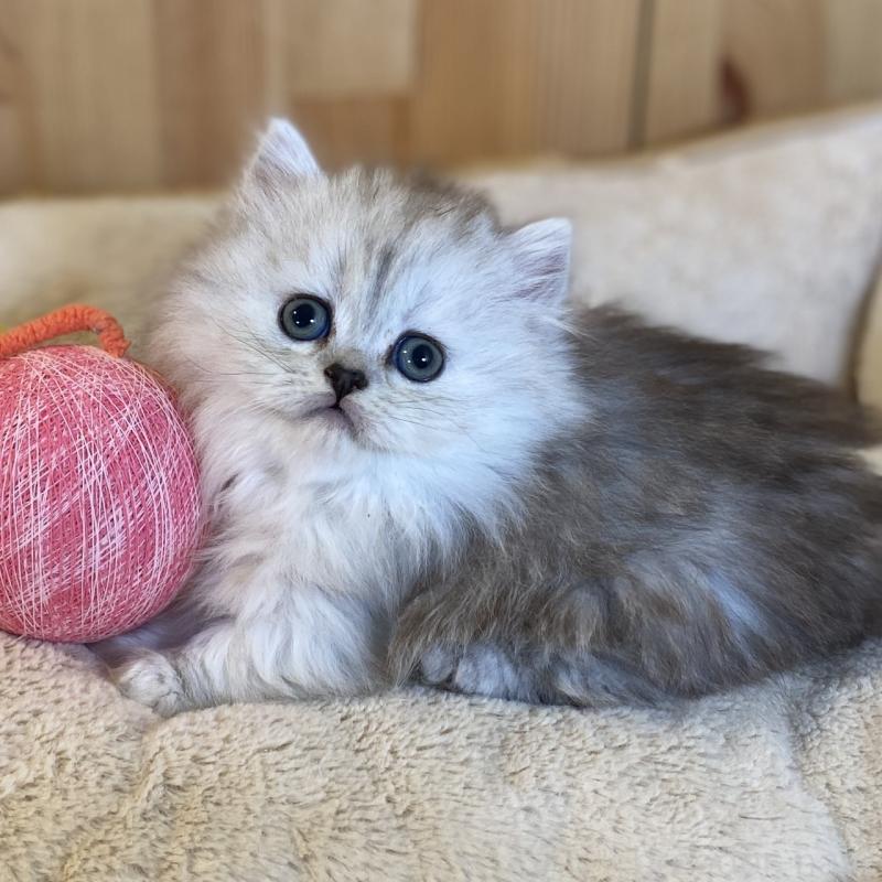 販売中の長野県のミヌエット(短足)-136670