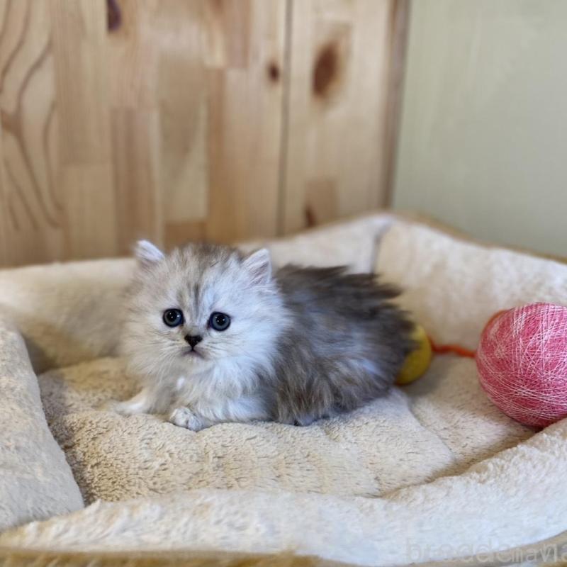 販売中の長野県のミヌエット(短足)-136670の9枚目