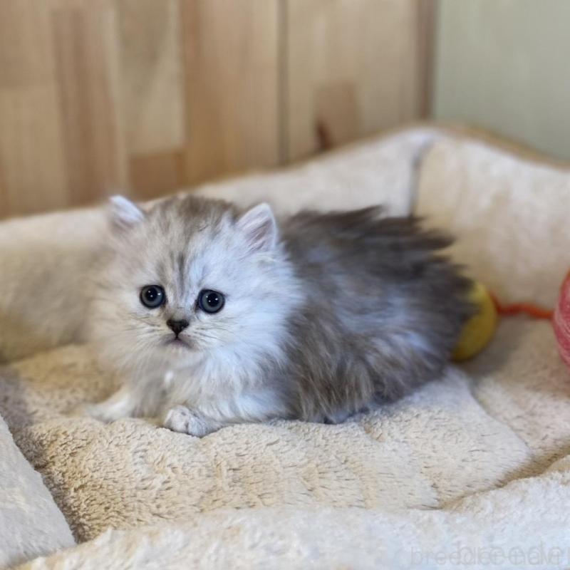 販売中の長野県のミヌエット(短足)-136670の8枚目