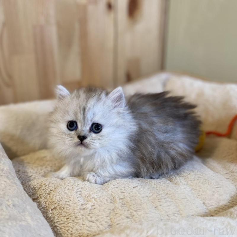 販売中の長野県のミヌエット(短足)-136670の7枚目