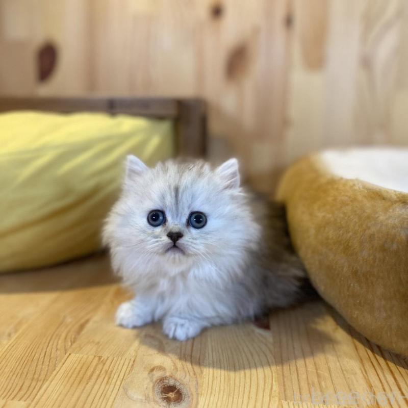 販売中の長野県のミヌエット(短足)-136670の6枚目