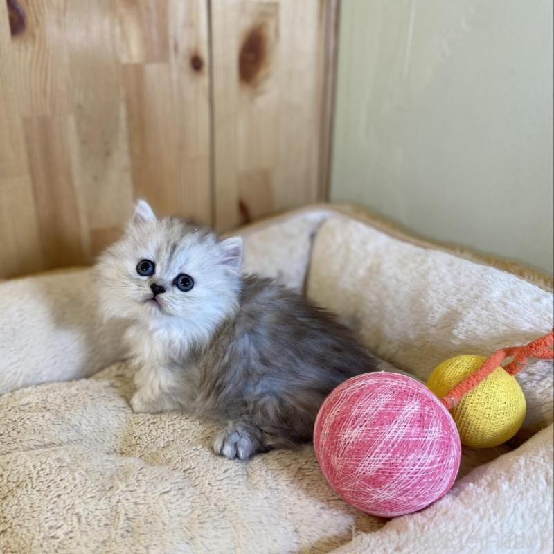 販売中の長野県のミヌエット(短足)-136670の5枚目