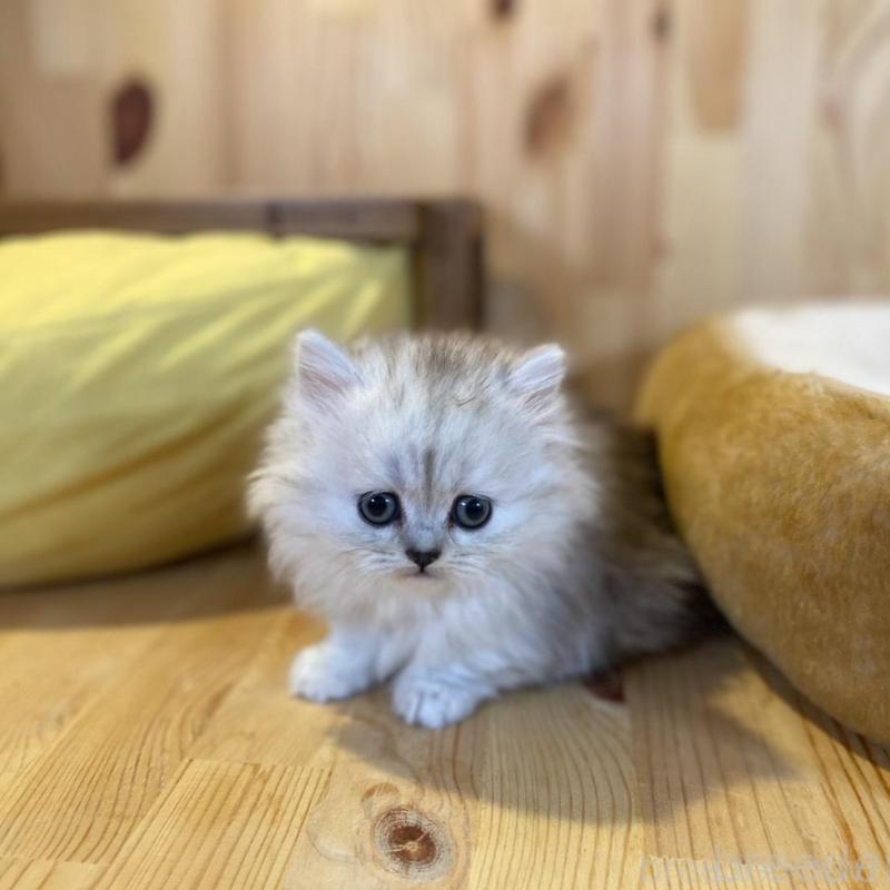 販売中の長野県のミヌエット(短足)-136670の4枚目