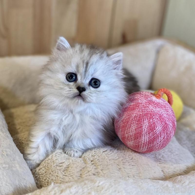 販売中の長野県のミヌエット(短足)-136670の3枚目