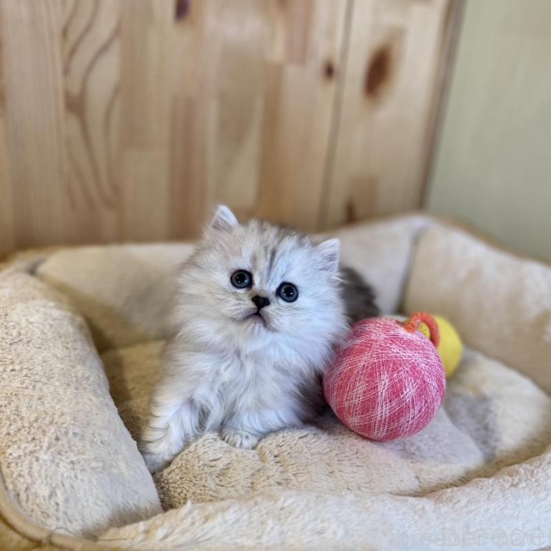 販売中の長野県のミヌエット(短足)-136670の2枚目