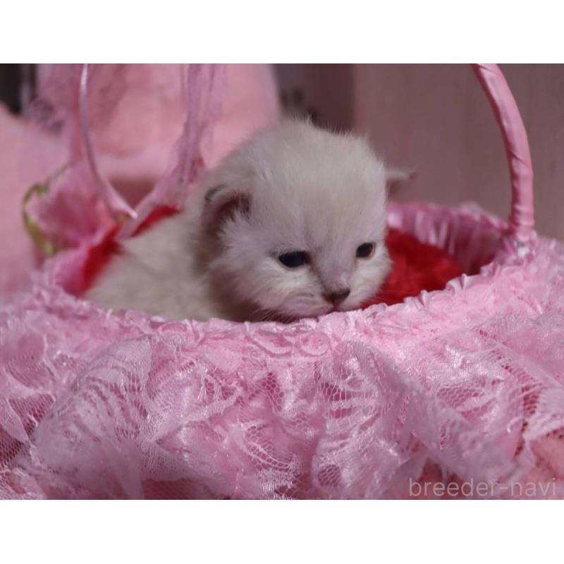 販売中の千葉県のサイベリアン-136672の4枚目