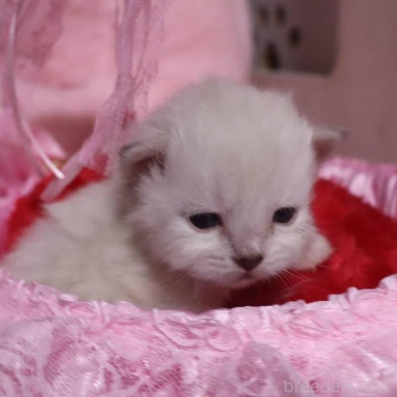 販売中の千葉県のサイベリアン-136672の3枚目