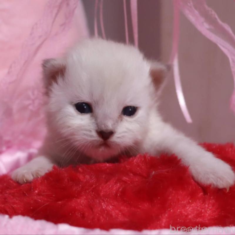 販売中の千葉県のサイベリアン-136672