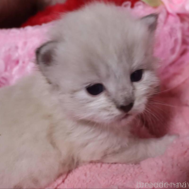 販売中の千葉県のサイベリアン-136673の3枚目