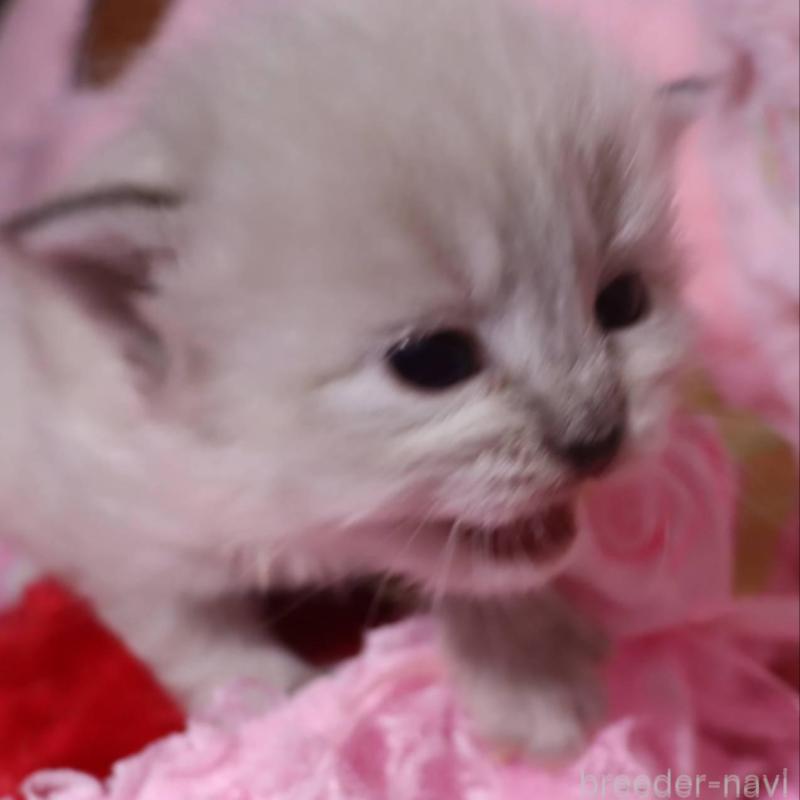 販売中の千葉県のサイベリアン-136673の2枚目