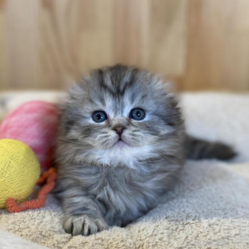 販売中の長野県のスコティッシュフォールド(折れ耳)-136674の11枚目