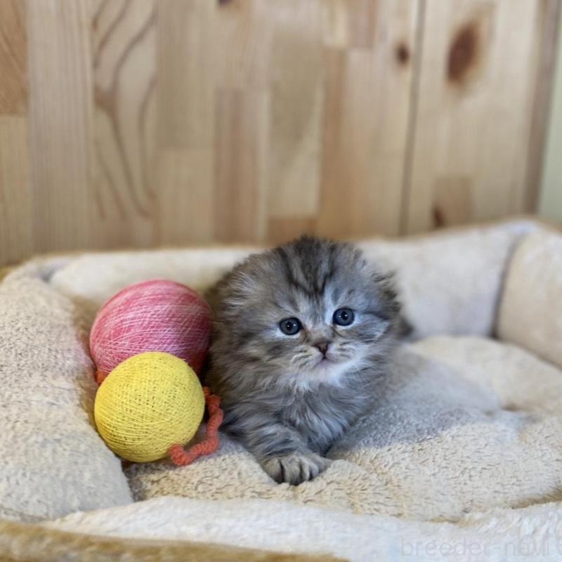 販売中の長野県のスコティッシュフォールド(折れ耳)-136674の9枚目