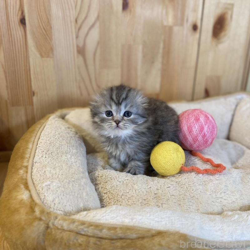 販売中の長野県のスコティッシュフォールド(折れ耳)-136674の8枚目